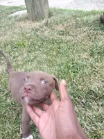 Beavis and Butthead, a male American Pit Bull Terrier for sale in Detroit, MI – 1 of 3