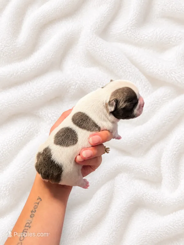 Arlo – French Bulldog puppy for sale in Kimball, MN