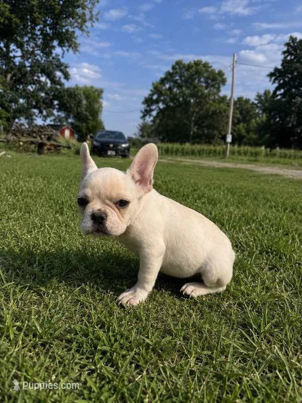 Daisy – French Bulldog puppy for sale in Kimball, MN