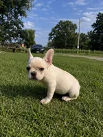Daisy, a female French Bulldog for sale in Kimball, MN – 1 of 3