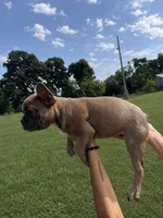 Bell, a female French Bulldog for sale in Kimball, MN – 3 of 4