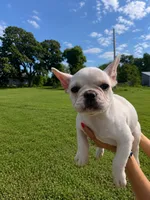 Daisy, a female French Bulldog for sale in Kimball, MN – 3 of 3