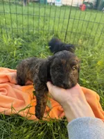Kona, a female Miniature Dachshund and Miniature Bernedoodle for sale in Kimball, MN – 4 of 5