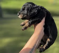 Aspen, a female Miniature Dachshund and Miniature Bernedoodle for sale in Kimball, MN – 1 of 4