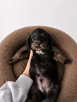 Arlo, a male Miniature Dachshund and Miniature Bernedoodle for sale in Kimball, MN – 4 of 4