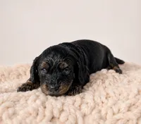 Aspen, a female Miniature Dachshund and Miniature Bernedoodle for sale in Kimball, MN – 3 of 4
