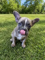 Bell, a female French Bulldog for sale in Kimball, MN – 1 of 4