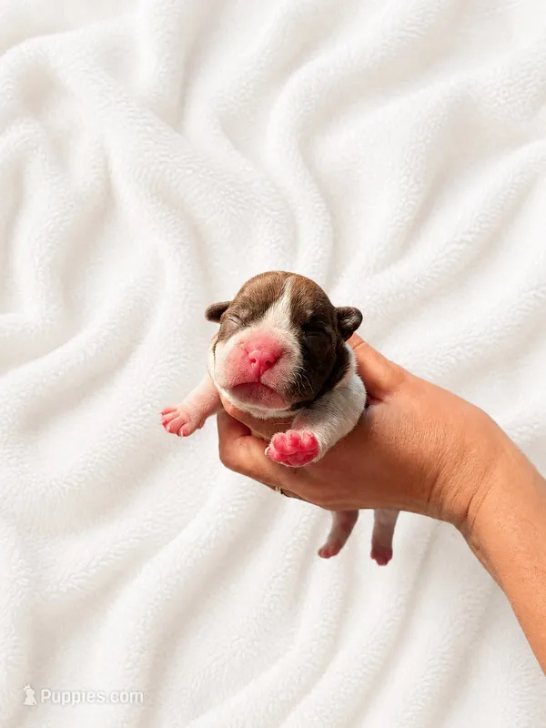 Rosie – French Bulldog puppy for sale in Kimball, MN