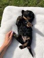 Aspen, a female Miniature Dachshund and Miniature Bernedoodle for sale in Kimball, MN – 4 of 4