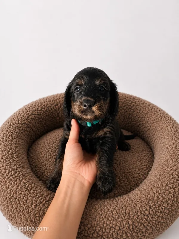 Arlo – Miniature Dachshund, Miniature Bernedoodle puppy for sale in Kimball, MN