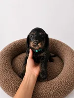 Arlo, a male Miniature Dachshund and Miniature Bernedoodle for sale in Kimball, MN – 1 of 4