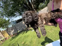 Kona, a female Miniature Dachshund and Miniature Bernedoodle for sale in Kimball, MN – 5 of 5