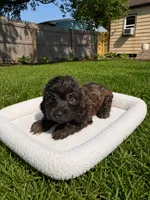Kona, a female Miniature Dachshund and Miniature Bernedoodle for sale in Kimball, MN – 1 of 5