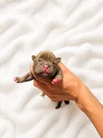 Rocky, a male French Bulldog for sale in Kimball, MN – 2 of 2