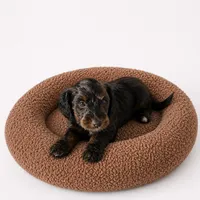 Arlo, a male Miniature Dachshund and Miniature Bernedoodle for sale in Kimball, MN – 3 of 4