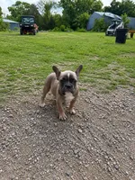 Bell, a female French Bulldog for sale in Kimball, MN – 4 of 4