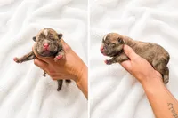 Kodak, a male French Bulldog for sale in Kimball, MN – 2 of 2