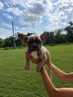 Bell, a female French Bulldog for sale in Kimball, MN – 2 of 4