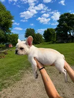 Daisy, a female French Bulldog for sale in Kimball, MN – 2 of 3