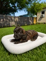 Kona, a female Miniature Dachshund and Miniature Bernedoodle for sale in Kimball, MN – 3 of 5