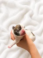 Arlo, a male French Bulldog for sale in Kimball, MN – 2 of 2