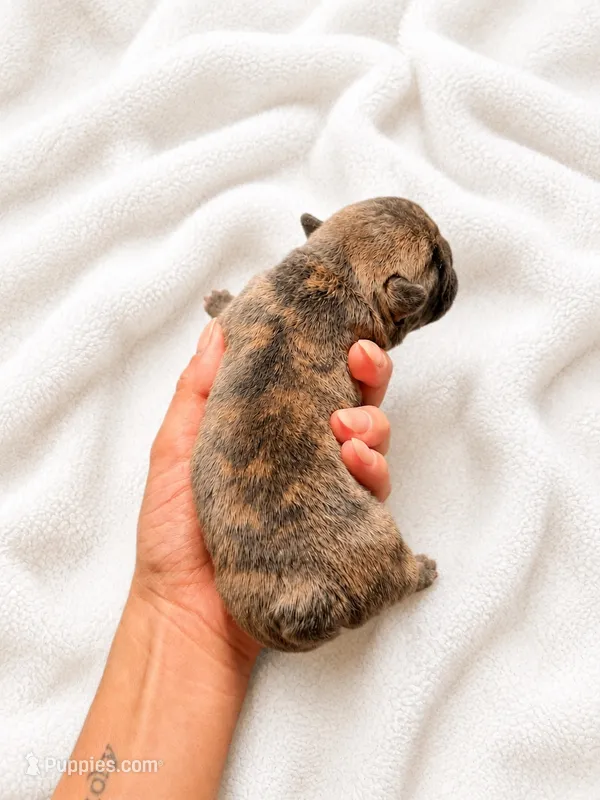 Rocky – French Bulldog puppy for sale in Kimball, MN