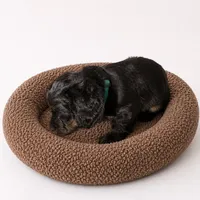 Arlo, a male Miniature Dachshund and Miniature Bernedoodle for sale in Kimball, MN – 2 of 4