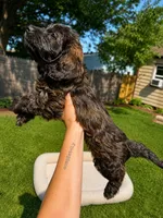 Kona, a female Miniature Dachshund and Miniature Bernedoodle for sale in Kimball, MN – 2 of 5