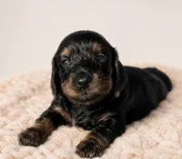 Aspen, a female Miniature Dachshund and Miniature Bernedoodle for sale in Kimball, MN – 2 of 4