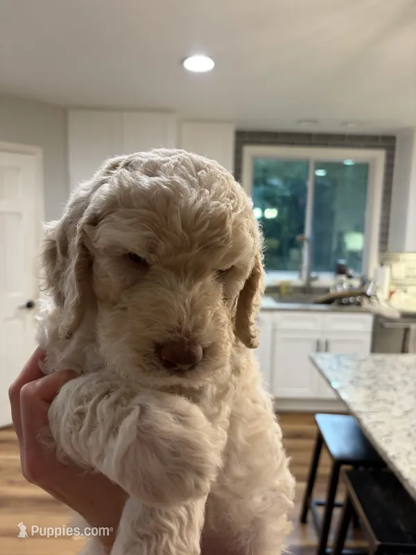 Magnolia  – Goldendoodle puppy for sale in Dahlonega, GA