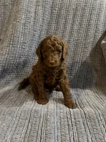 Pedro, a male Goldendoodle for sale in Dahlonega, GA – 2 of 3