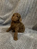 Peanut, a male Goldendoodle for sale in Dahlonega, GA – 2 of 3