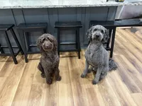 Peanut, a male Goldendoodle for sale in Dahlonega, GA – 3 of 3