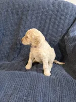 Blondie, a female Goldendoodle for sale in Dahlonega, GA – 2 of 3