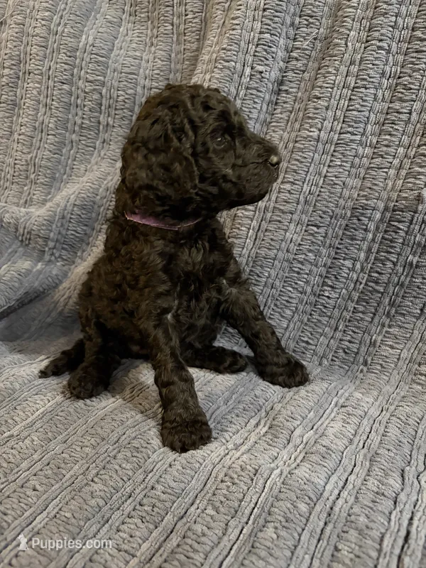 Gloria – Goldendoodle puppy for sale in Dahlonega, GA
