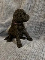 Gloria, a female Goldendoodle for sale in Dahlonega, GA – 1 of 3