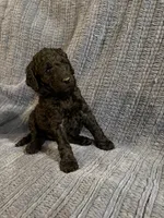 Gloria, a female Goldendoodle for sale in Dahlonega, GA – 2 of 3