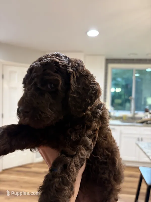 Pedro – Goldendoodle puppy for sale in Dahlonega, GA