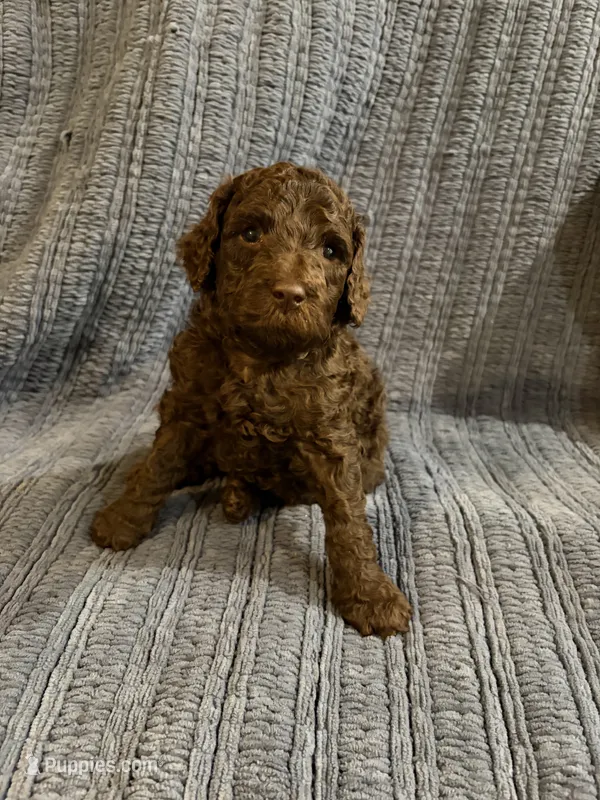 Peanut – Goldendoodle puppy for sale in Dahlonega, GA