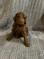 Peanut, a male Goldendoodle for sale in Dahlonega, GA – 1 of 3