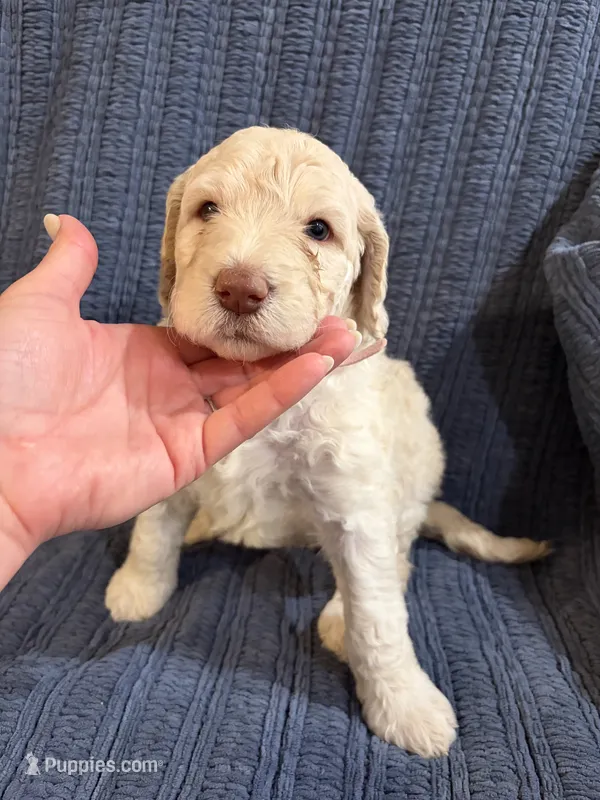 Blondie – Goldendoodle puppy for sale in Dahlonega, GA