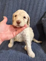 Blondie, a female Goldendoodle for sale in Dahlonega, GA – 1 of 3