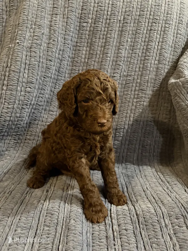Pedro – Goldendoodle puppy for sale in Dahlonega, GA