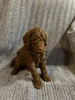 Pedro, a male Goldendoodle for sale in Dahlonega, GA – 1 of 3