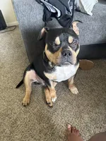 Draco , a male American Bully for sale in Lewisville, TX – 3 of 5