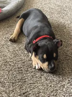 Draco , a male American Bully for sale in Lewisville, TX – 4 of 5