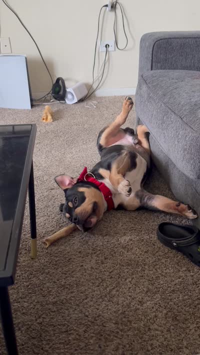 Draco , a male American Bully for sale in Lewisville, TX – 5 of 5