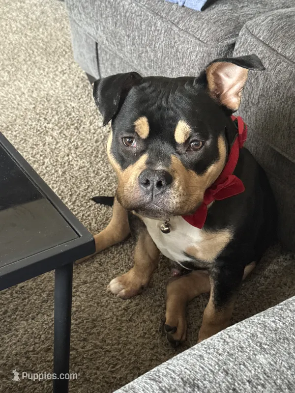 Draco  – American Bully puppy for sale in Lewisville, TX