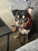 Draco , a male American Bully for sale in Lewisville, TX – 1 of 5