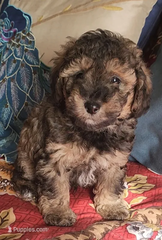 Pepper – Poodle - Toy  puppy for sale in Moxahala, OH